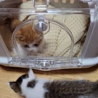 キャリーに入った子猫