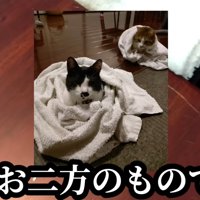 テーブルについた傷と猫2匹の写真