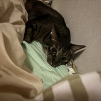 ベッドでくつろぐ猫