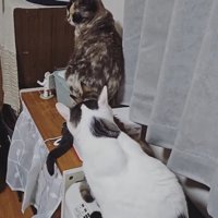 一列に並んでいる4匹の猫