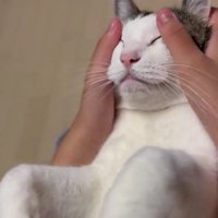 マッサージされている猫