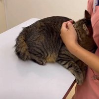 撫でられる猫
