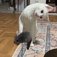 異様に首を曲げる猫