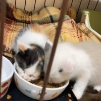 ご飯を食べている2匹の子猫