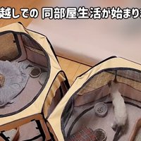 2つのソフトケージ