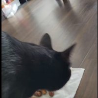 かりんとうの匂いを嗅いでいる猫