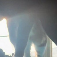 カーテンから出てくる猫