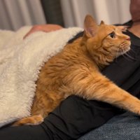 横になっている男性の肩に覆い被さる猫