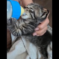 ミルクを飲む子猫