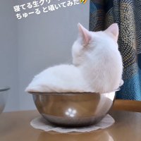 頭を起こした猫