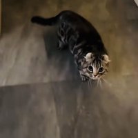 飼い主さんを見るキンカロー