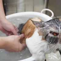 こちらを向いた姿
