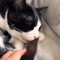 尻尾を口に咥えている目を瞑った猫と飼い主の手