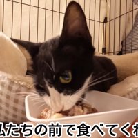 ごはんを食べる猫