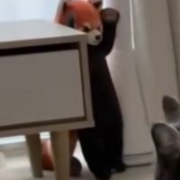 窓際に置かれているレッサーパンダのぬいぐるみ