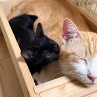 匂いを嗅ぐ子猫