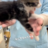 口を開けて鳴き声を出す子猫