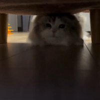ソファの目の前に来て体勢を低くする猫