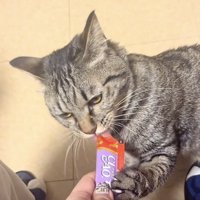 おやつをもらう子猫