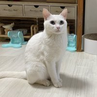 穏やかな表情を浮かべて座る白猫