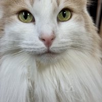 首周りの毛に水滴がついている猫