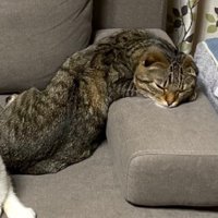 変なポーズでくつろぐ猫