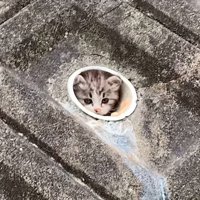 水抜き穴の中にいた子猫