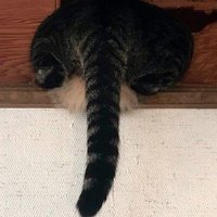 欄間にハマってしまった猫のお尻