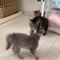 後ろから現れる子猫