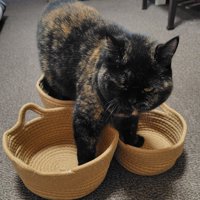 3個のかごすべてに両手両足を入れているサビ猫の様子