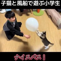 風船を弾く子猫