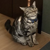 男性を見つめる猫