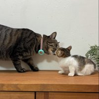 顔を近づけて挨拶する猫