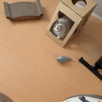 箱の中にいる猫