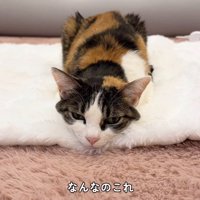 香箱座りのままアゴを床につけている猫（正面）