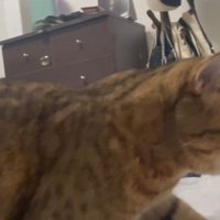 のぼってきたみにらくん
