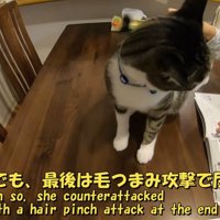 最後は毛つまみ攻撃