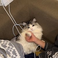 お兄ちゃんに前足を持たれてじゃんけんするマンチカン