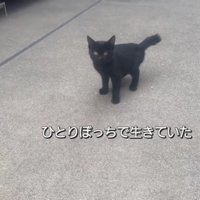 ひとりぼっちの子猫