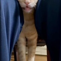 目を見開く猫