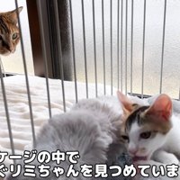 ケージの中の子猫を見つめる成猫