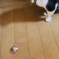投稿主さんがいなくて寂しそうに佇む保護猫