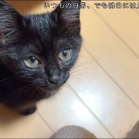 見上げる子猫