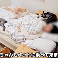 ベッドに寝ている飼い主とそばにいる犬猫たち