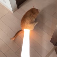 おしりに日光が当たる猫