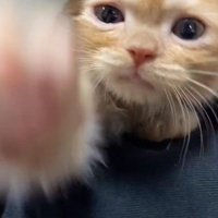 猫パンチを繰り出す子猫