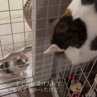 上から威嚇される子猫