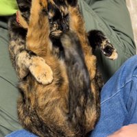 尻尾がブレている二つ折りになった猫