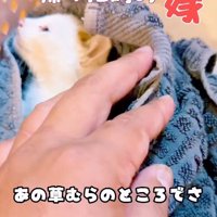 タオルにくるまれた子猫
