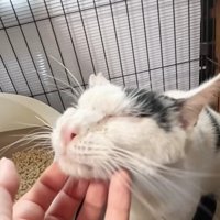 アゴを撫でられる猫